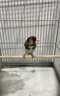 سره۲رگ ذاغ