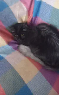 واگذاری گربه پرشین