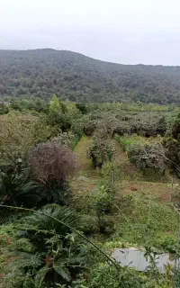 استخدام کارگر باغ