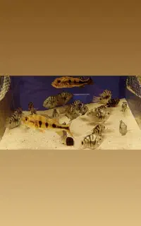 پرت پلار،فلاور بالن