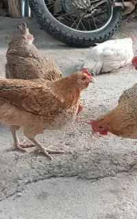 مرغ تخم گذار