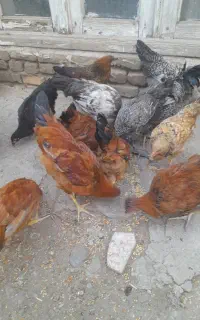 مرغ ۹۰۰هزار تومن