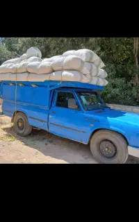 کاه لوبیا