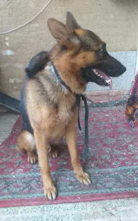 ژرمن