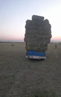 یونجه تمیزوخشک