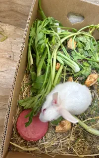 خرگوش