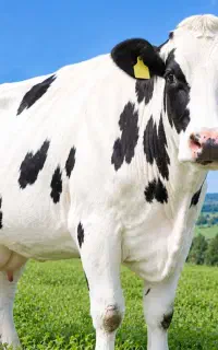 کارگر ساده جهت کار درگاوداری نیازمندیم