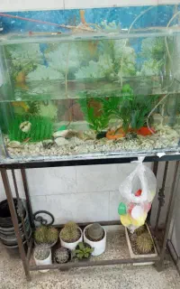 اکواریم باماهی