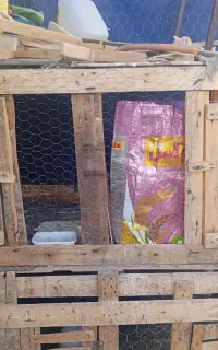 جفتگاه دوتایی برای کبوتر