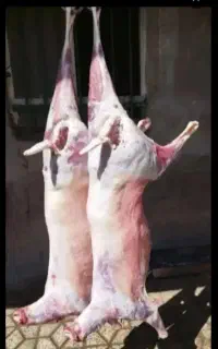 گوشت کهره و بره