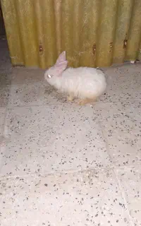 خرگوش