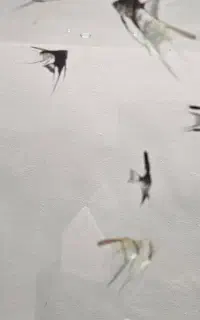 انجل