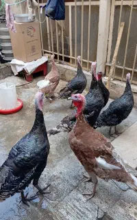 عزیزان 3بوغلمون ماده گمشده اگر پیدا شود موژدگانی