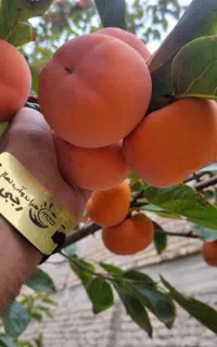 عرضه نهال خرمالو گوجه ای پربار و درشت