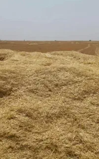 فروش کاه دربابور عجم(نقد)
