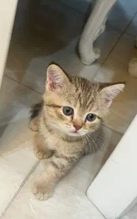بچه گربه بریتیش
