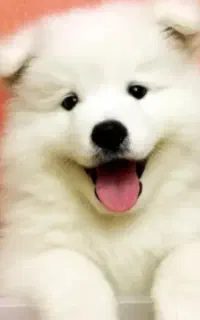 سگ پیدا شده