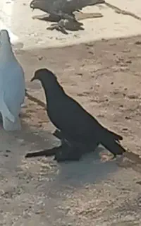 زیل کبوتر(کود)