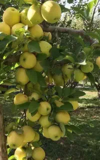 تناژ30درصد و کیفیت بالا می‌خوای شمارتو بزار