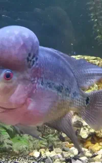 ماهی فلاور هورن نر