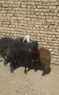 شیشک قوچ قره غزل