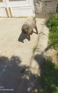 کوسفند نر یکساله