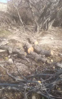 خریدار  درخت و چوب مستقیم شرکت