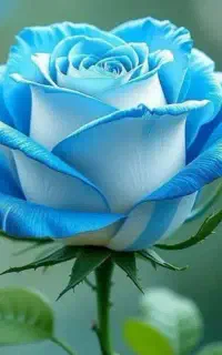 پرستاری نظافت و اسباب کشی خود را به مابسپارید