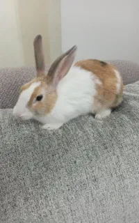 خرگوش