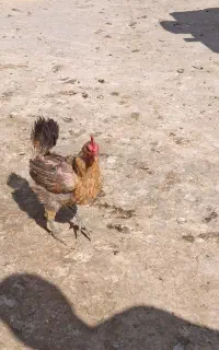 مرغ بومی