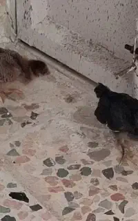 جوجه بومی