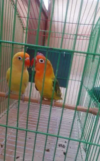 طوطی کوتوله