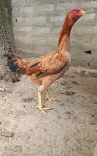 فروش ۴ عدد مرغ لاری اصیل