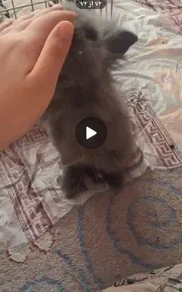 خرگوش لوپ طوسی جثه کوچک