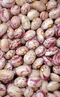 لوبیا