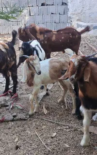 بزوکهره نر