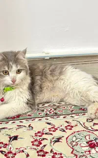 گربه dlh خانگی