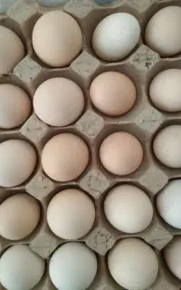 فروش تخم نطفه دار گلپایگانی اصیل