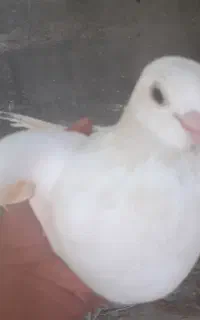 ۱۲۰۰
