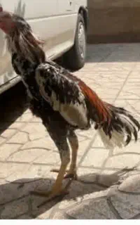 خروس لاری
