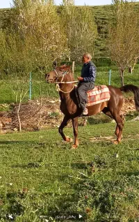 فروش اسب نژاد عرب