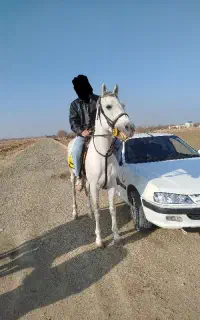 اسب نریان ترک