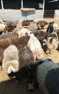 بره پروار