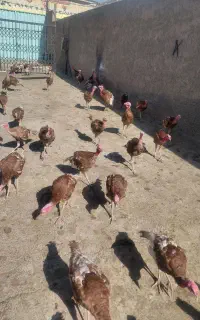 بوقلمون نر