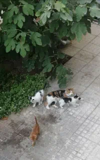 سه عدد گربه  واگذار میگردد