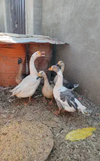 قو غاز