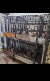 قفس  خروس  لاری