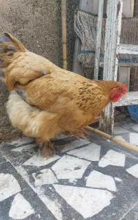 مرغ برهما تخم گذار