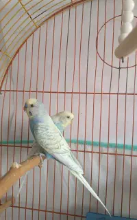 مرغ عشق خوشرنگ نژاد دار