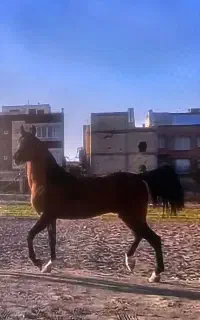 خرید و فروش و پانسیون اسب اصفهان